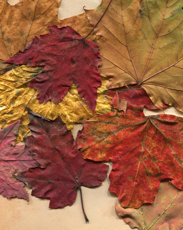 valleys in the vinyl autumn leaves texture 02 promo