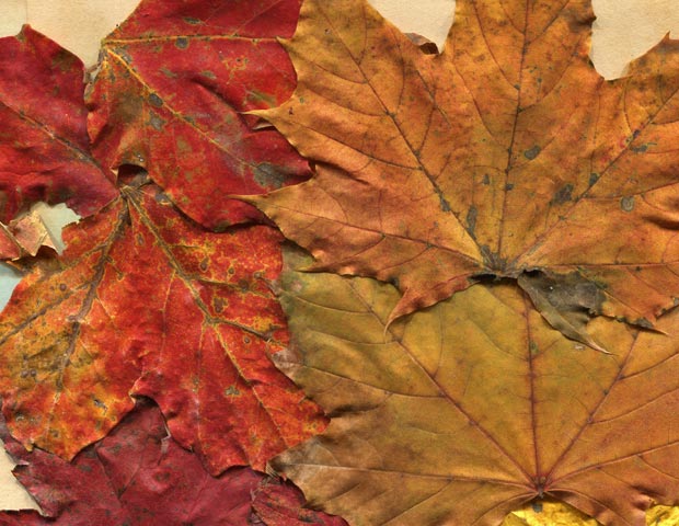 valleys in the vinyl autumn leaves texture 04 promo