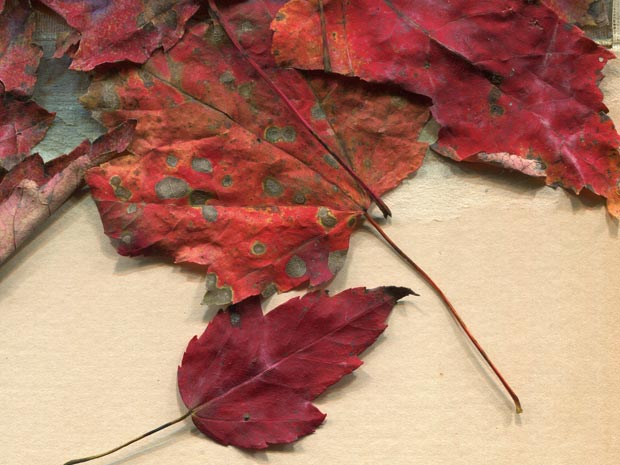 valleys in the vinyl autumn leaves texture 06 promo