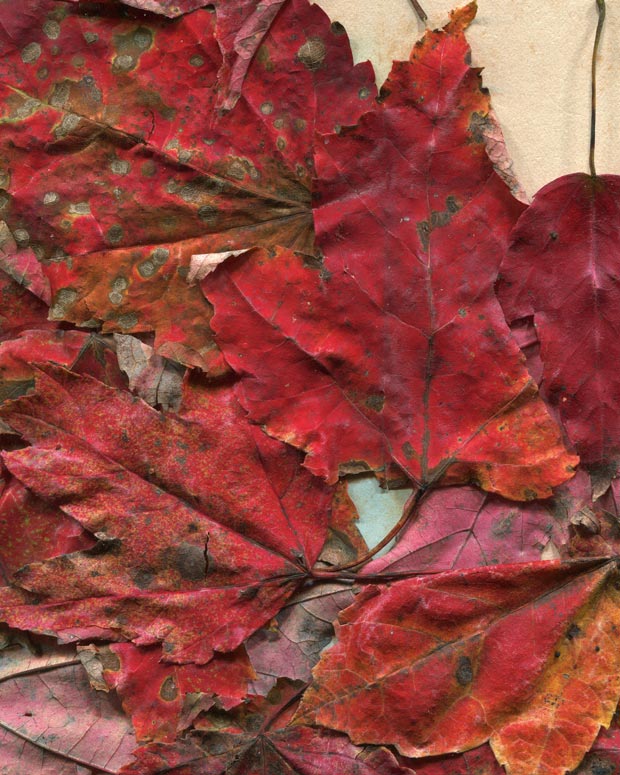 valleys in the vinyl autumn leaves texture 07 promo