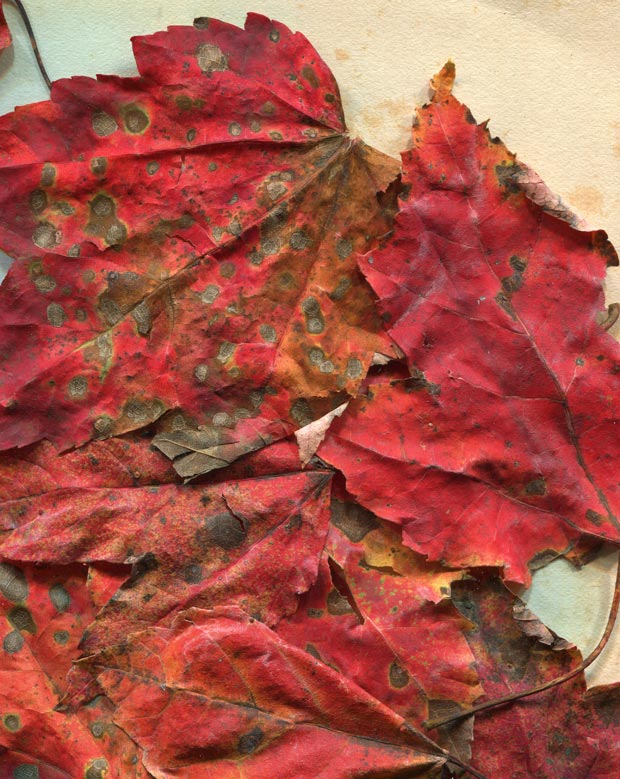 valleys in the vinyl autumn leaves texture 12 promo