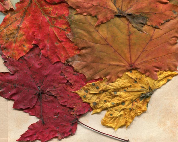 valleys in the vinyl autumn leaves texture 13 promo