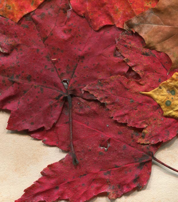 valleys in the vinyl autumn leaves texture 14 promo