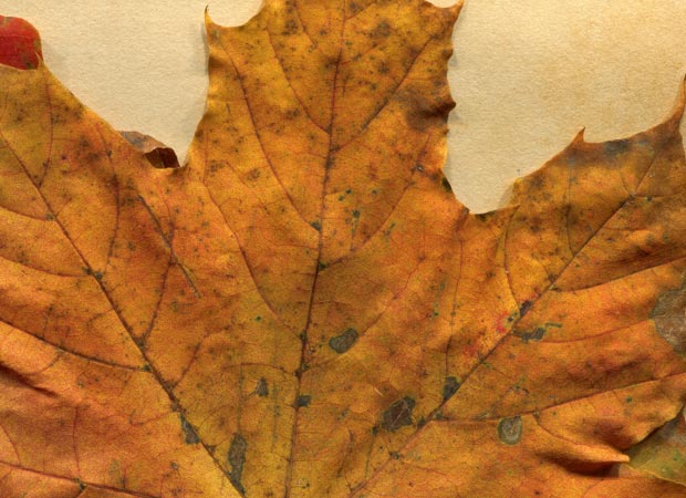 valleys in the vinyl autumn leaves texture 16 promo