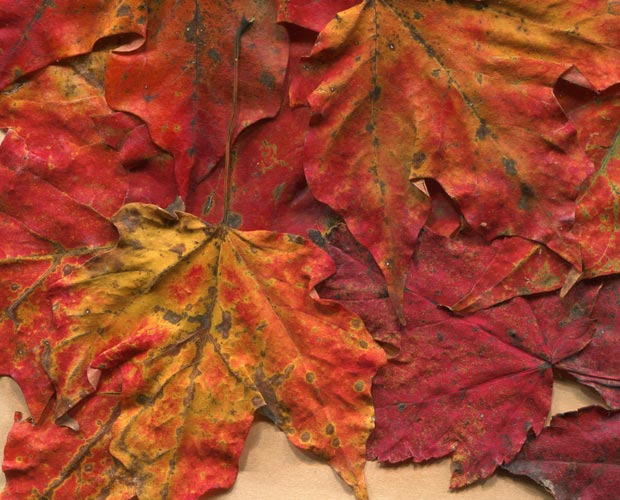 valleys in the vinyl autumn leaves texture 17 promo