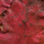 18 New England Autumn Leaves Textures